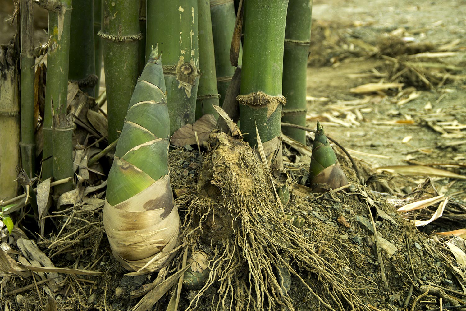 Bamboo shoot in the forest nature are raw material to cook