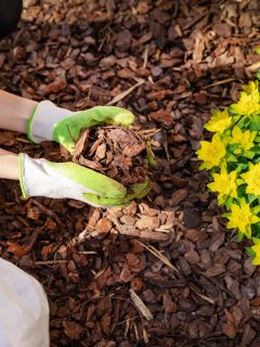 A gardener placing pine tree bark mulch in the flower bed, What Is The Best Color For Mulch? [7 Ideas!]