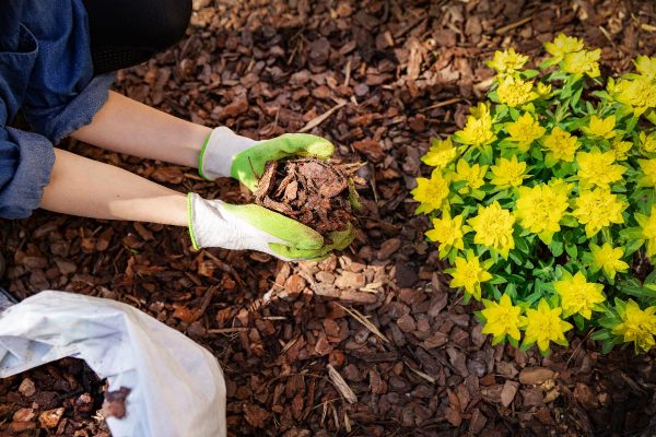 A gardener placing pine tree bark mulch in the flower bed, What Is The Best Color For Mulch? [7 Ideas!]