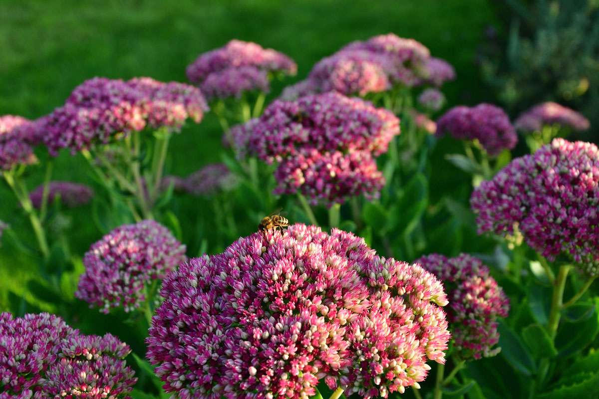 Gorgeous Sedum flowerhead blooming early in the morning