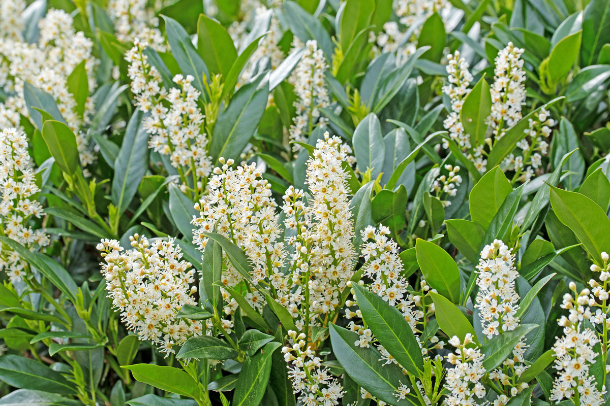 Gorgeous blossoming cherry laurel at the garden