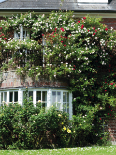 Roses in front of a house white windows. What Color Door, Trim, and Roof Goes With Clay Siding