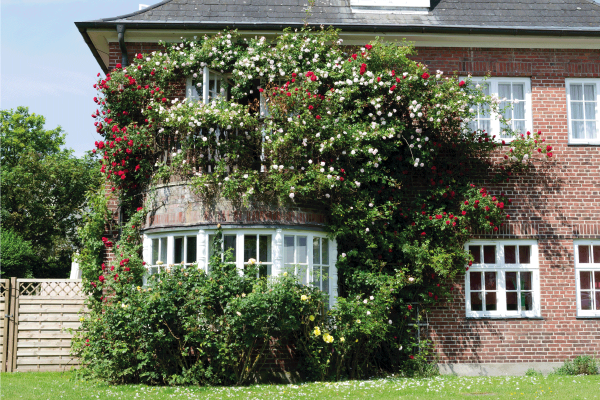 Roses in front of a house white windows. What Color Door, Trim, and Roof Goes With Clay Siding