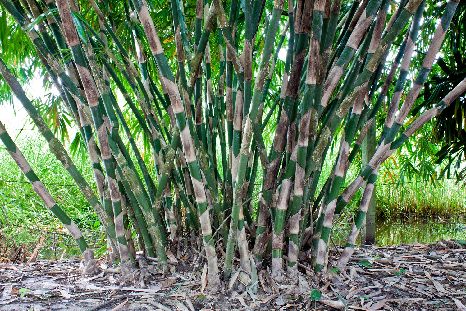 The clump of bamboo tree