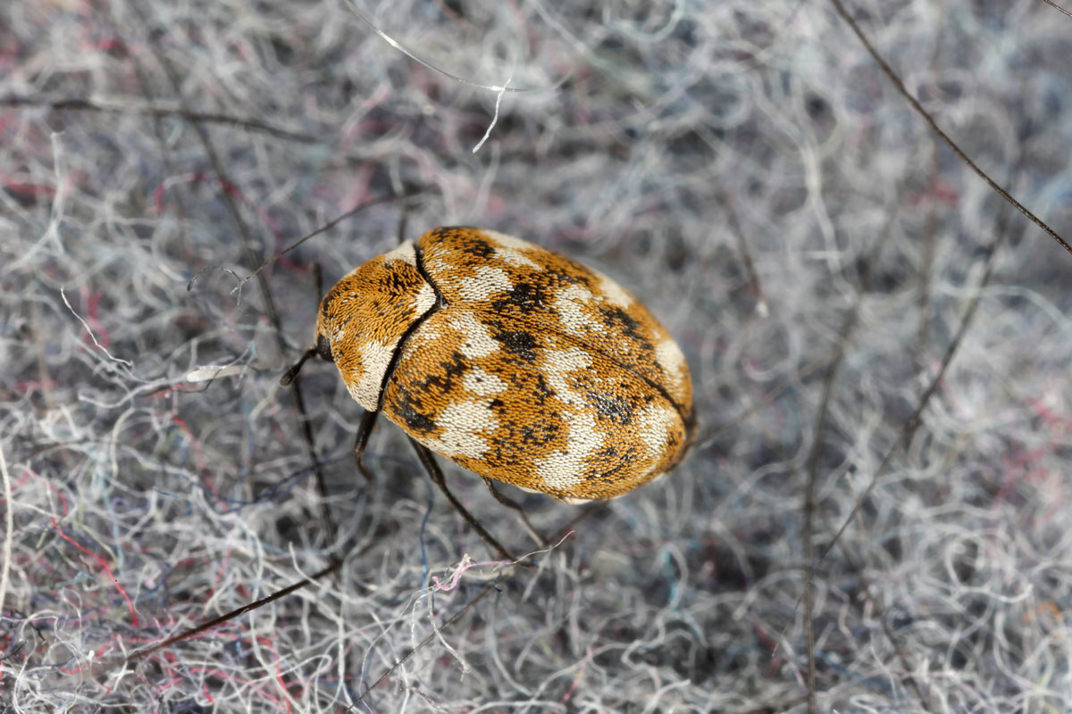 Varied carpet beetle Anthrenus verbasci