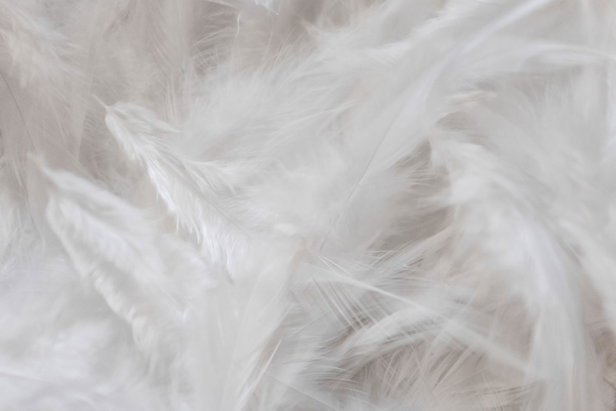 White feathers