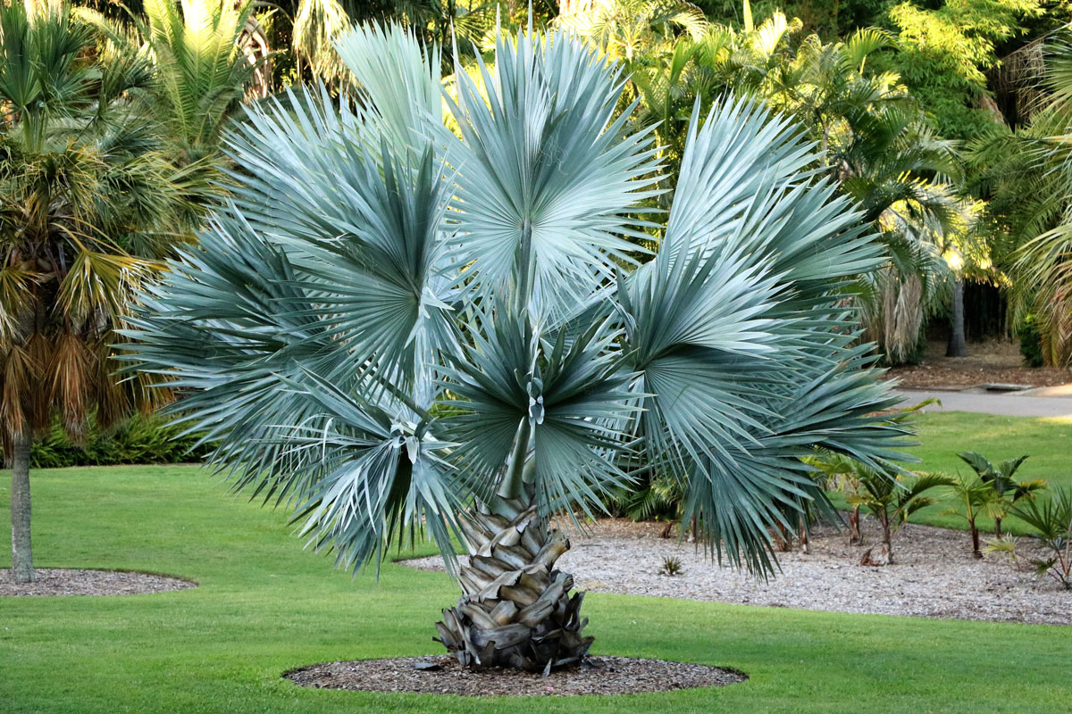 A big fully grown palm tree at a properly maintained garden