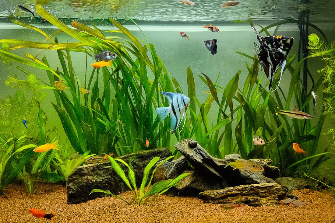 A fishtank filled with fishes and other healthy plant life