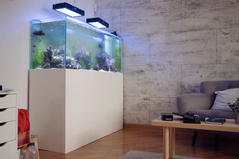 A huge aquarium with gorgoeus aquascaping and hanging lamps on top, How Much Does A Fish Tank Weigh? [5, 10, 20 Gallons And More]