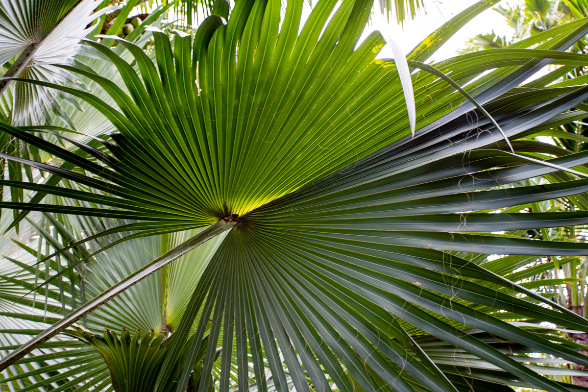 A leaf of a palm tree photographed in the garden