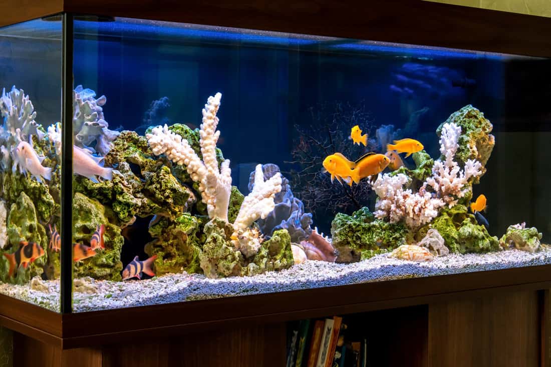 A living room aquarium with beautiful aquascaping