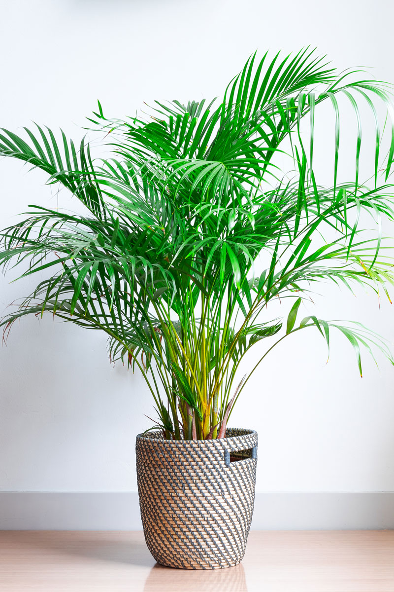 A small healthy Majesty palm