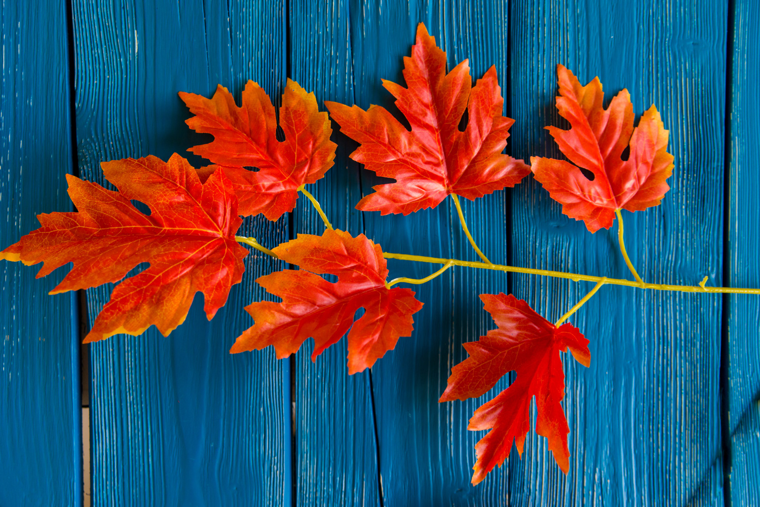 Artificial red maple leaves blue background