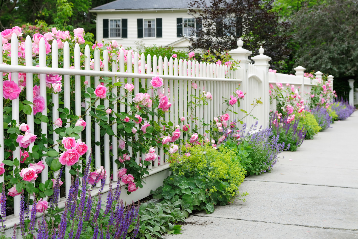Elegant white garden fence and gate with pink roses, salvia, catmint, lady's mantle flowers and bushes bordering house entrance.
