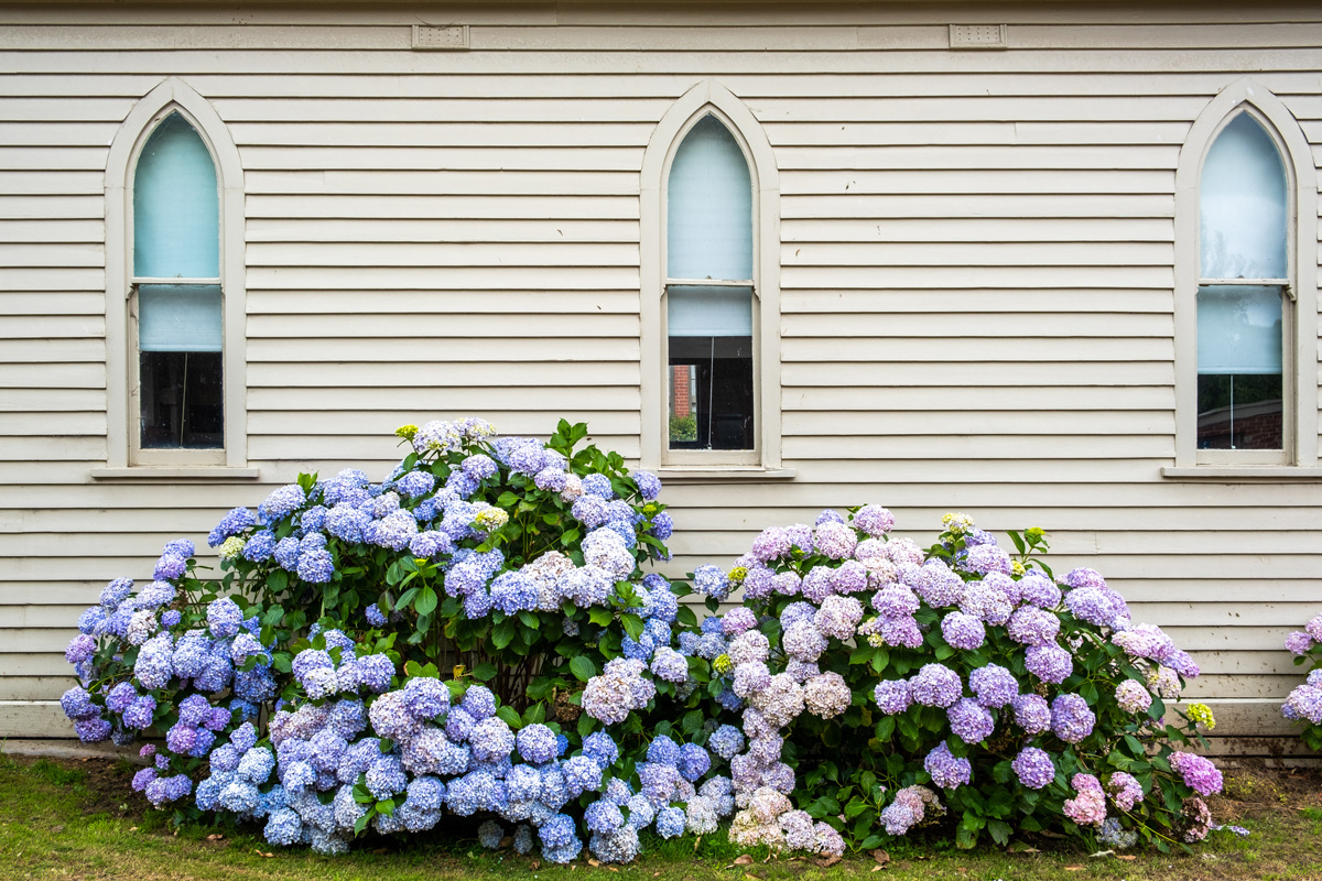 Hortensia flowers in front of white wooden building wall with retro windows