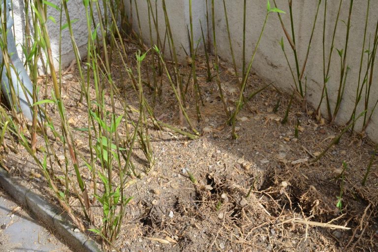 A multiple bamboo roots intertwined in the ground, Can You Pour Concrete Over Bamboo? [Or Will It Break Through?]