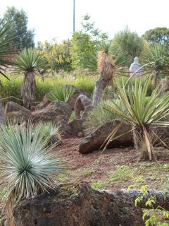 Small palm trees planted at a gorgeous desert themed garden, What States Have Palm Trees?