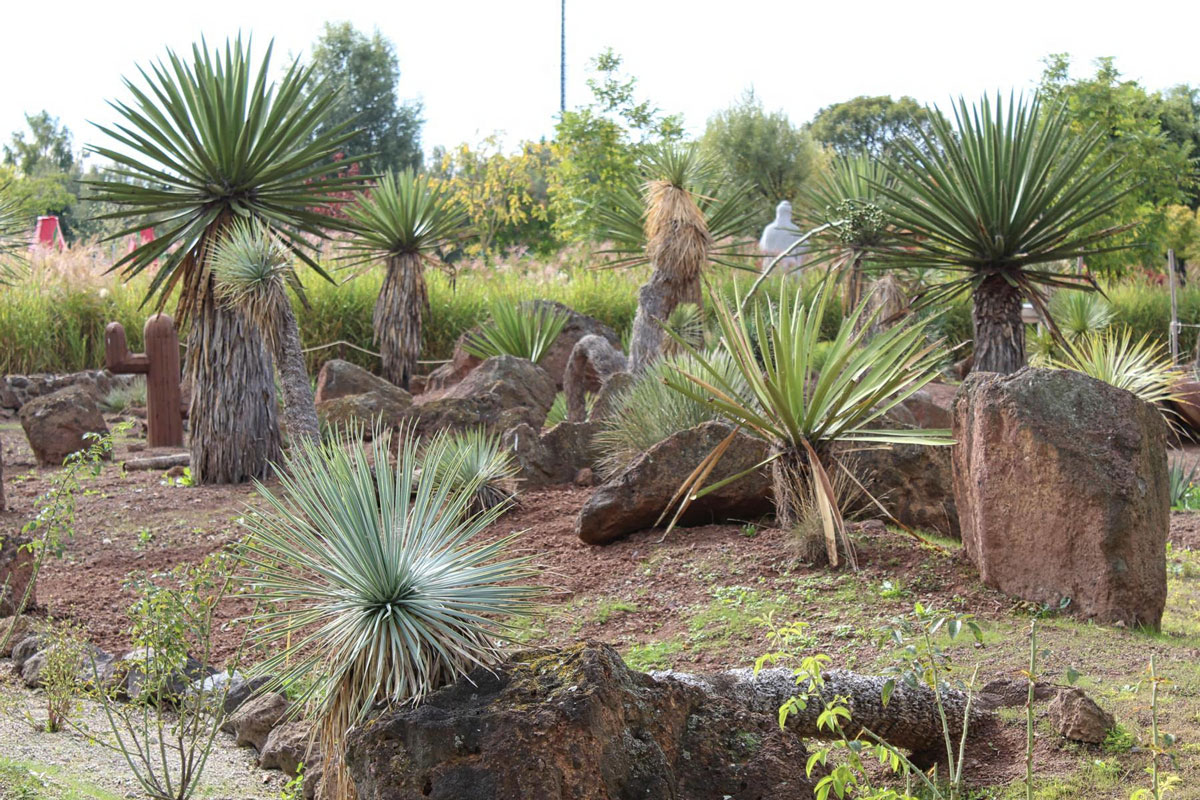 Small palm trees planted at a gorgeous desert themed garden