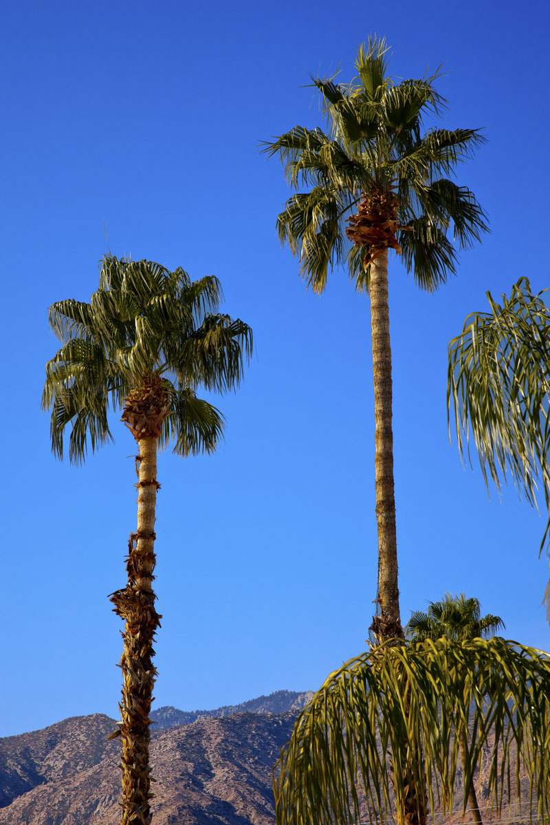 Tall fully grown palm trees