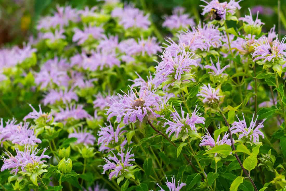 A cluster of wild bergamot flowers along the Bluewater River Walk Trail, in Port Huron, Michigan.