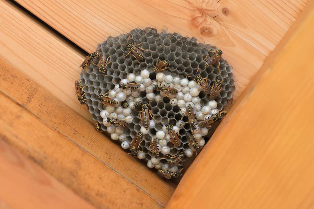 A wasp nest beneath the wooden patio deck