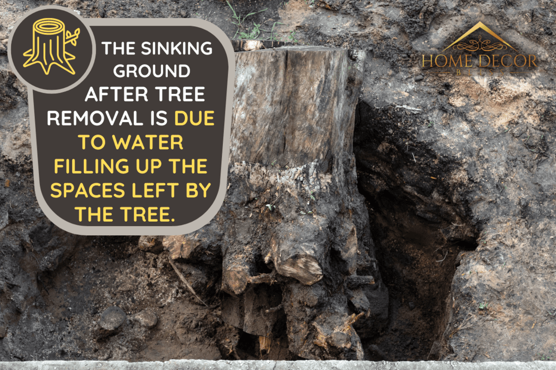 An uprooted large pine stump lies in a hole near the concrete foundation. - Ground Sinking Where Tree Was Removed - What's Wrong?