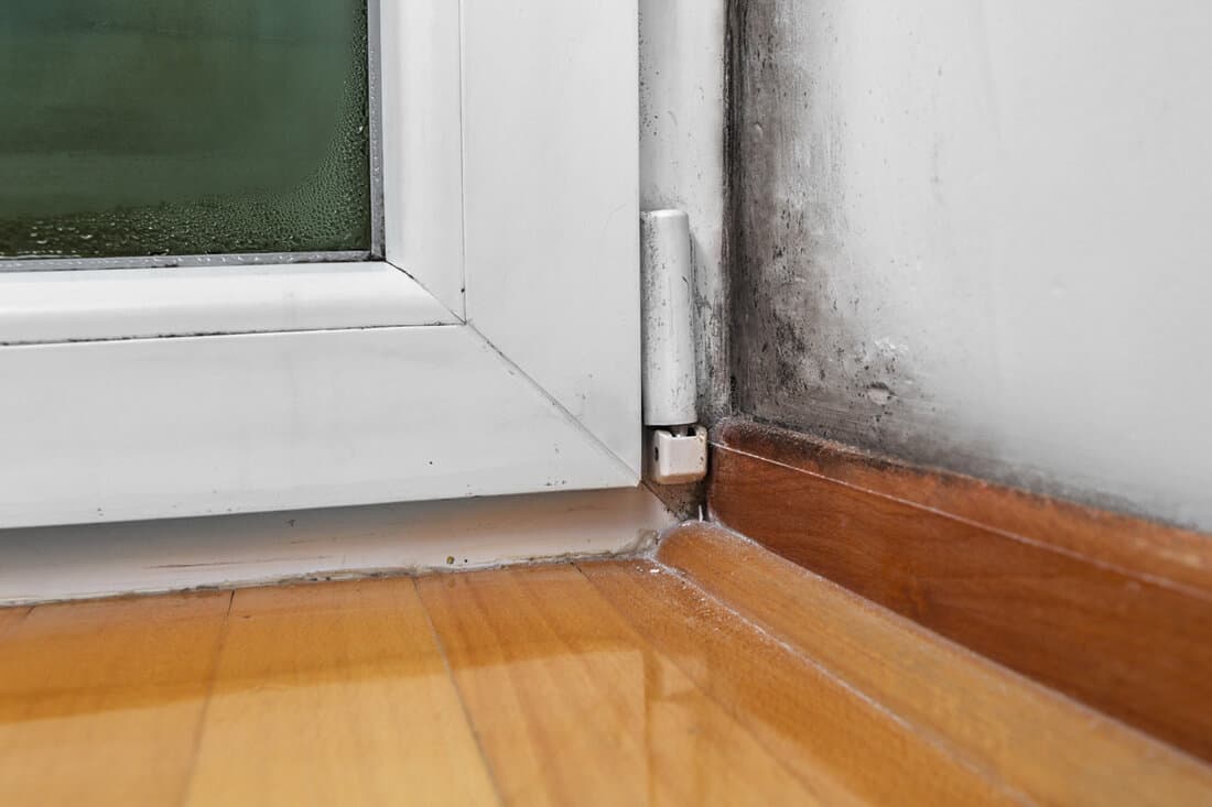 Condensation cause mold and moisture in the house