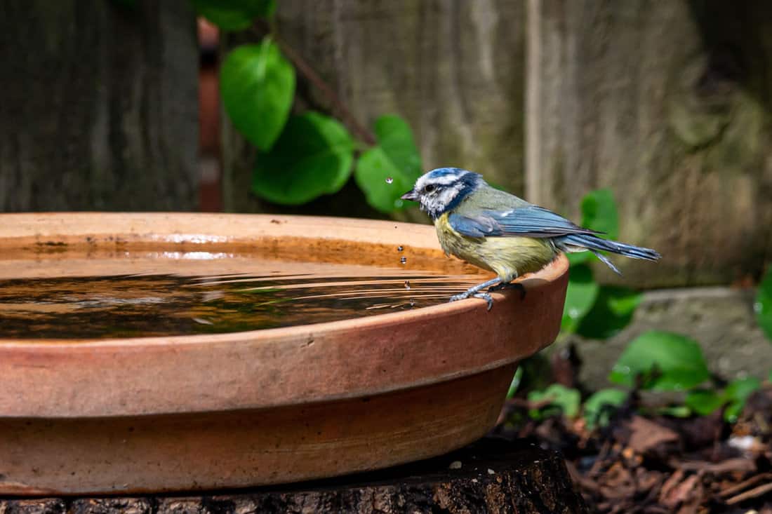 Eurasian blue tit, Cyanistes caeruleus, perched by the side of a bird bath drinking water
