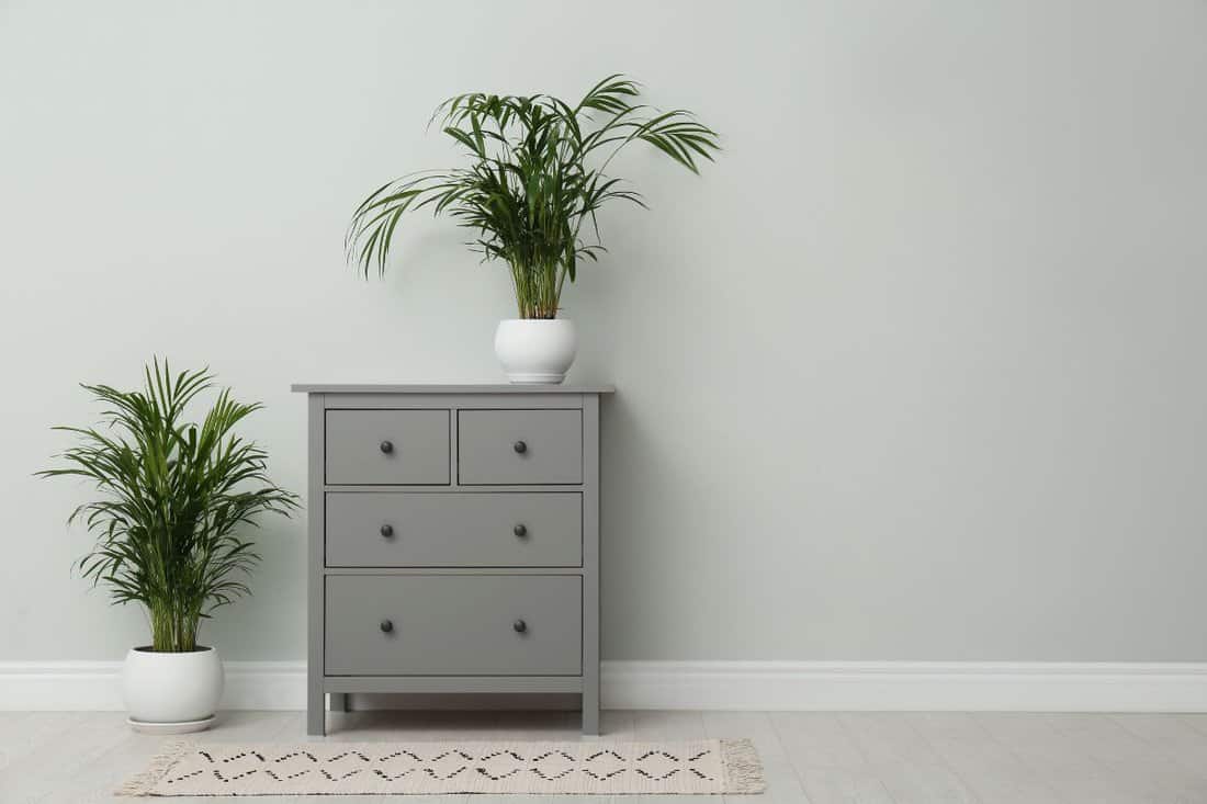 Exotic house plants and chest of drawers near grey wall. Space for text