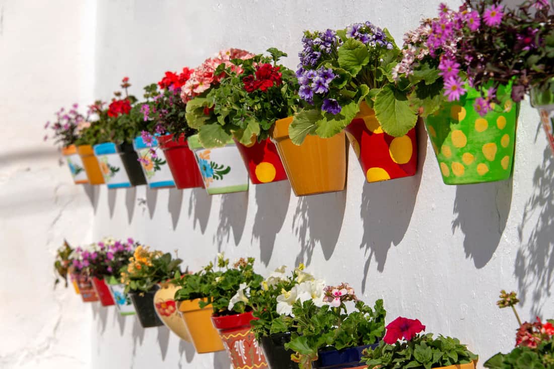 Flowerpots filled with blooming flowers hanging on a white stucco wall in Andalusia