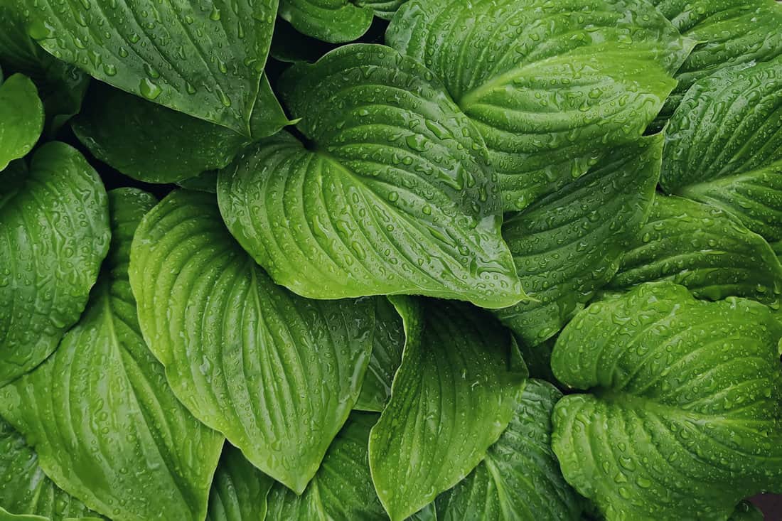 Fresh green leaves with rain drops texture, natural background, Decorative garden plant Hosta.