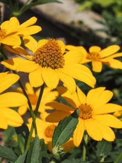 Helianthus tuberosus, yellow flowers, close up. Jerusalem artichoke, called as sunroot, sunchoke, wild sunflower, topinambur or earth apple is species of sunflower in the Aster (Asteraceae) family. - 15 Plants For Shallow Soil And Full Sun You Will Love