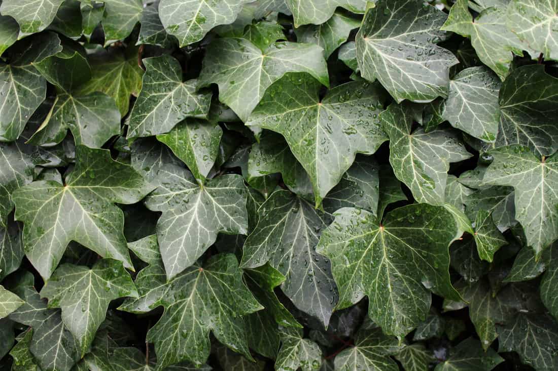 Ivy texture background (Hedera helix - common ivy, English ivy, European ivy)