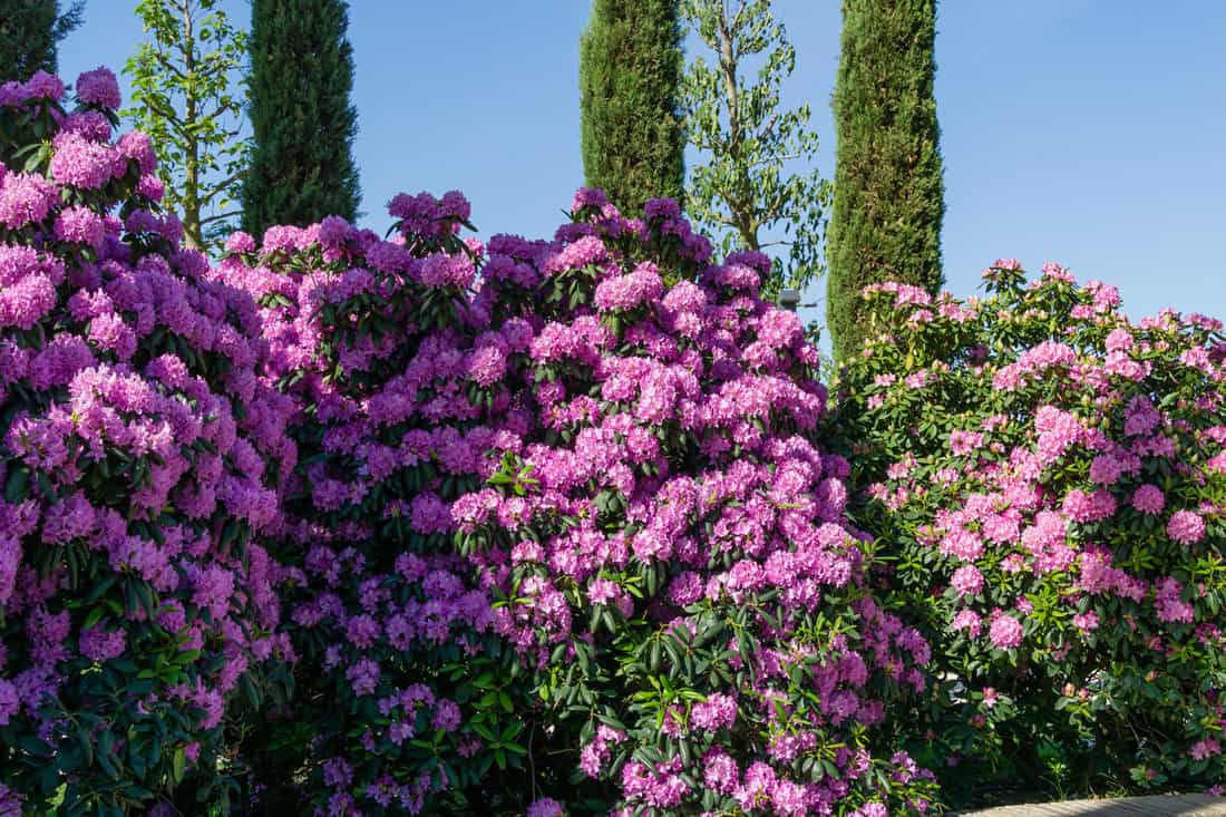 Large bushes of Rhododendron 'Roseum Elegans' (hybrid catawbiense) pink purple flowers blossom in Public landscape city park 'Krasnodar' or 'Galitsky'. Cypress trees over pink rhododendron flowers