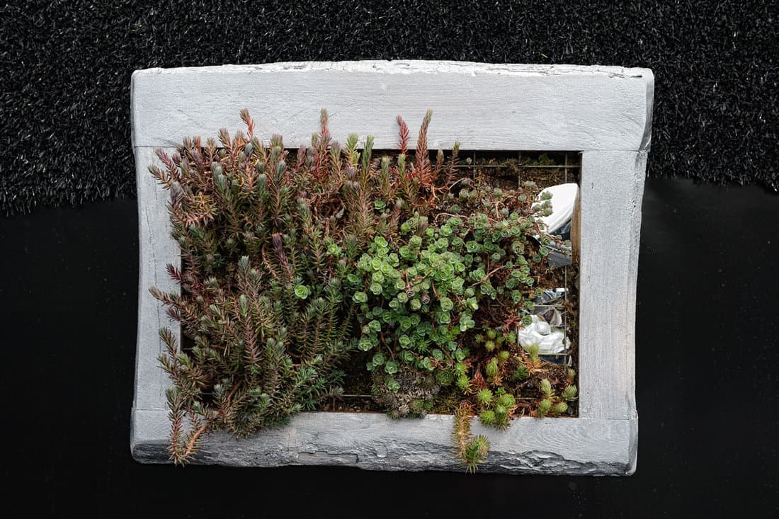 Succulent plants in a gray frame attached on a wall