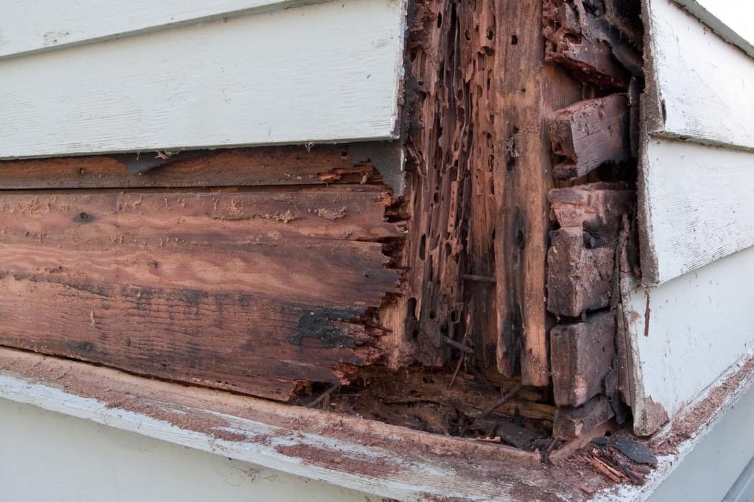 Termite damage and wood rot showing beneath siding