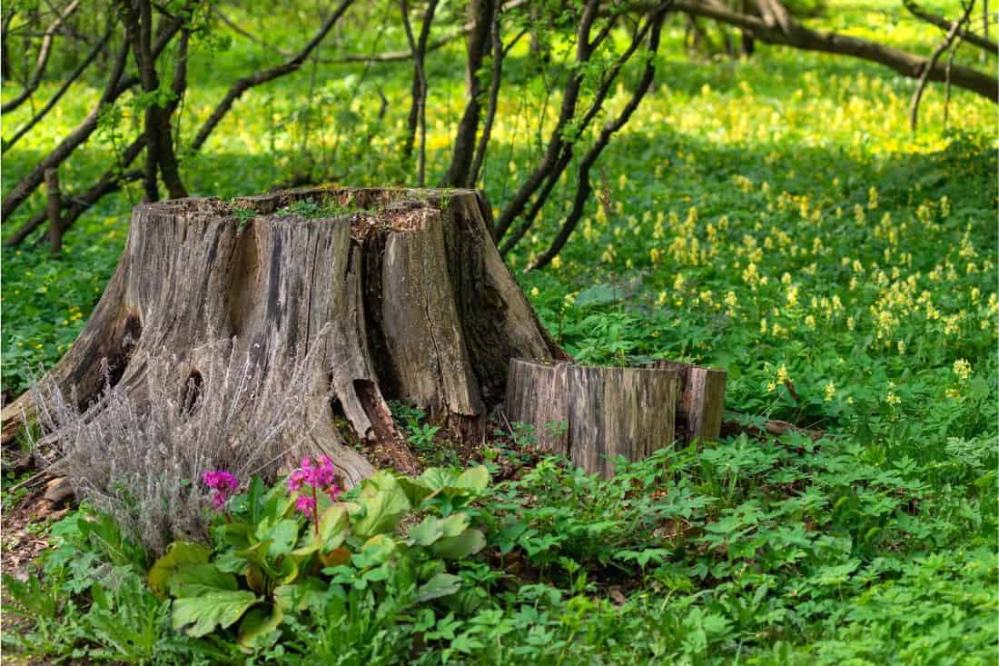 The stump of an old tree against the background of a sun-drenched park. In the background there is a lawn with yellow flowers. Flowers grow near the stump