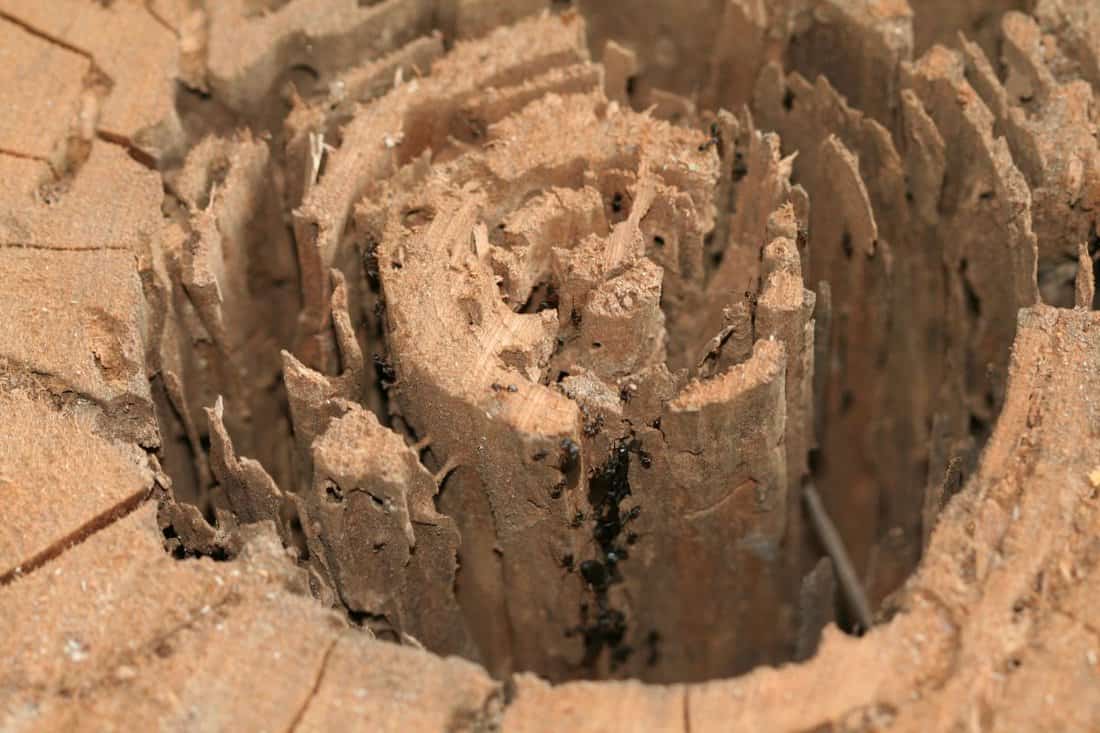 Tree trunk destroyed by carpenter ants.