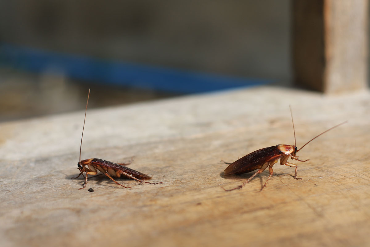 photo of a two roaches on the wood deck