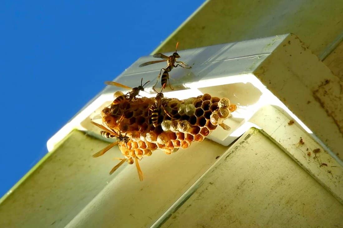 A beehive on a roof of a white house , dangerous insects
