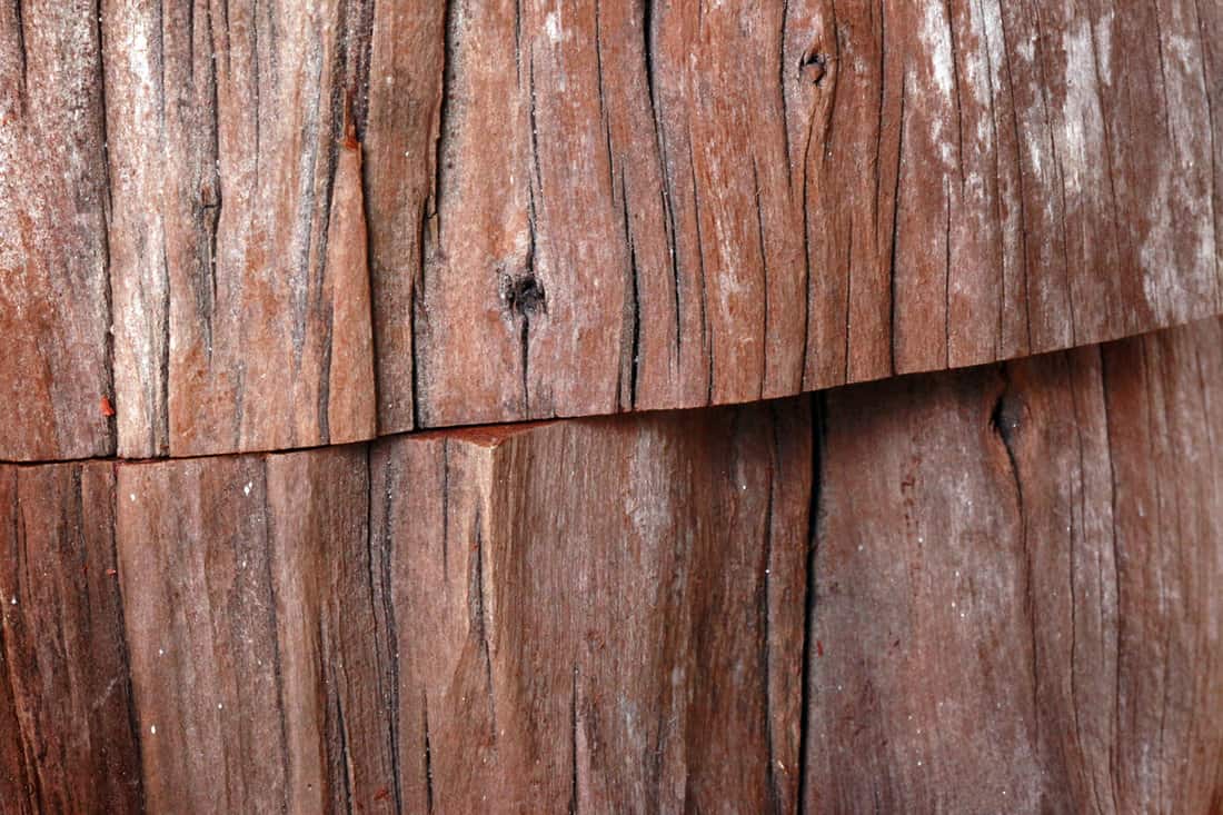 A cedar tree wall