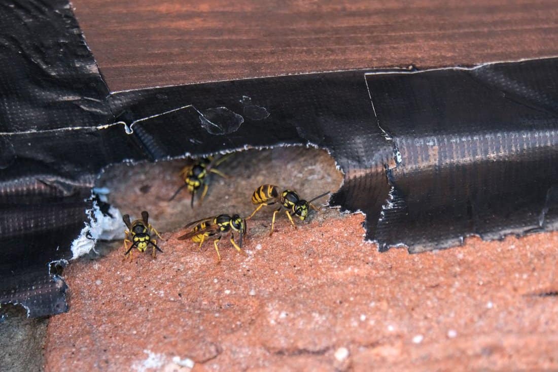 Close-up of several wasps that have eaten their way through the gaffer tape between the roof and the wall to build a nest, selective focus