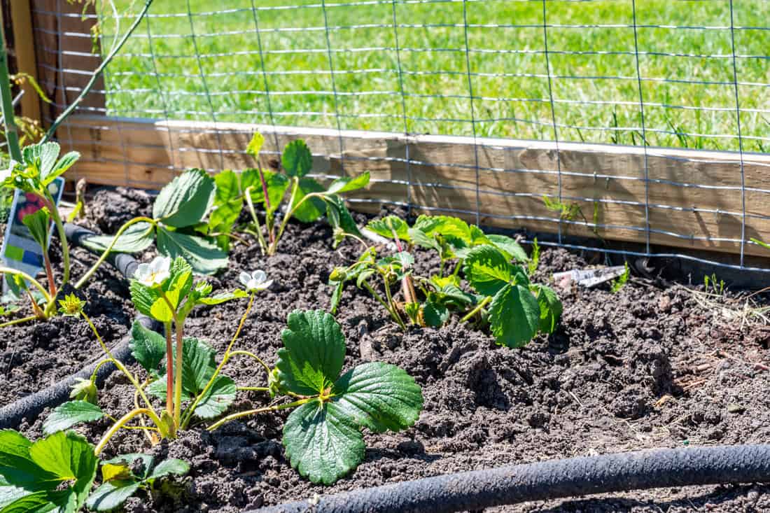 Garden with wire fencing to keep out rabbits. Strawberries planted in rows behind the fence with an irrigation soaker hose snaking between plants