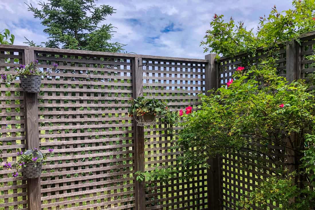 Hanging baskets of flowers on lattice style fence