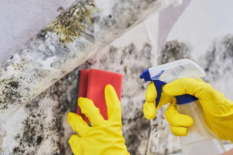 Housekeeper's Hand With Glove Cleaning Mold From Wall With Sponge And Spray Bottle, How To Remove Mold From Painted Walls?