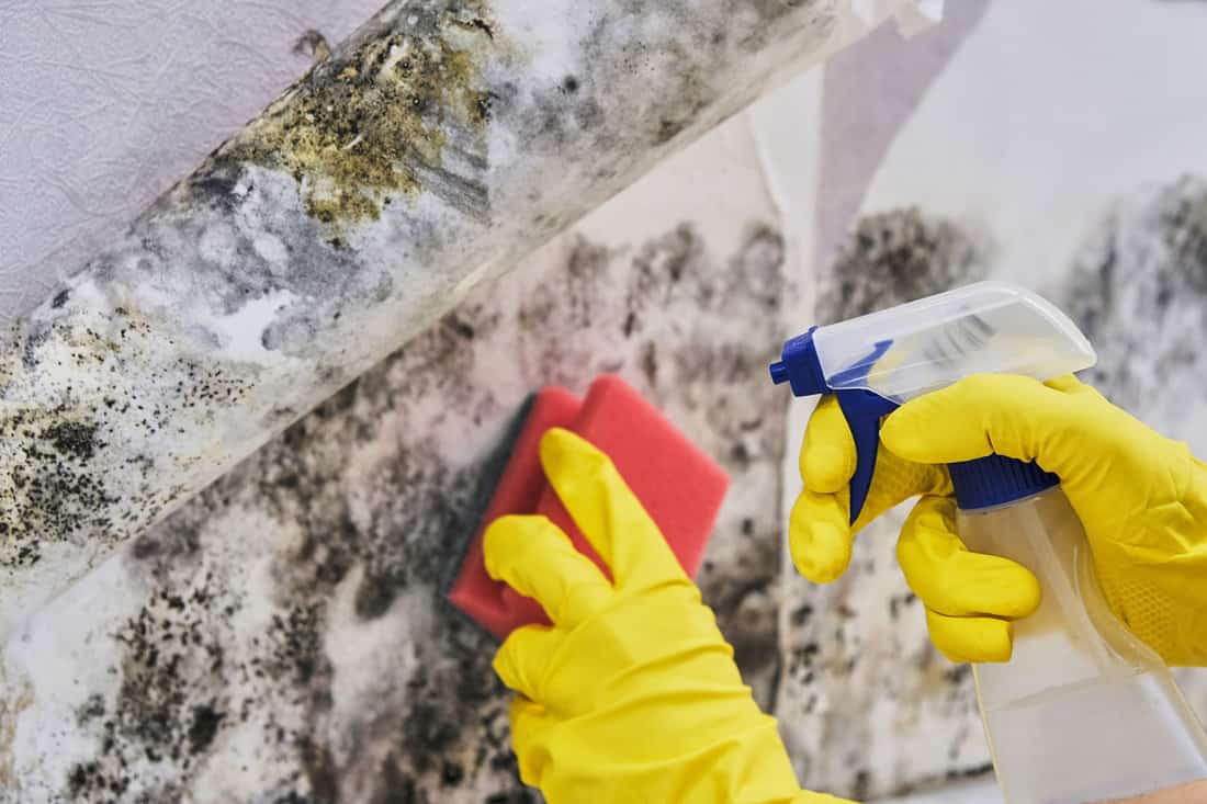 Housekeeper's Hand With Glove Cleaning Mold From Wall With Sponge And Spray Bottle