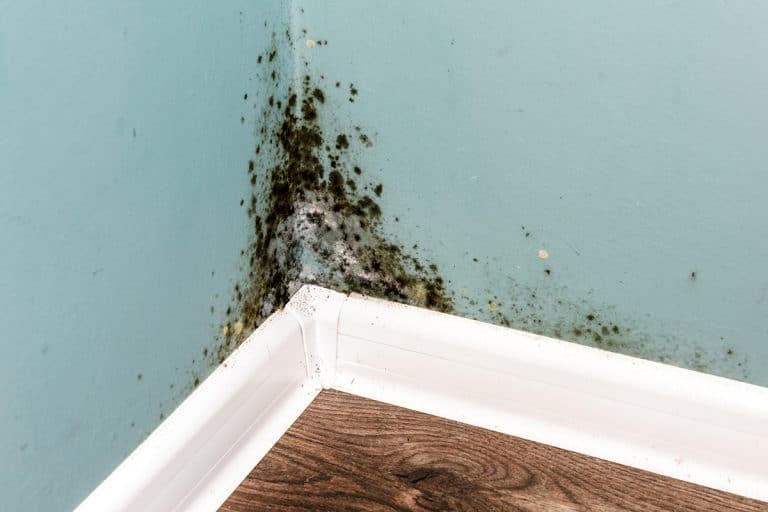 Mold on a blue wall, Do Mold Foggers Work? [And Are They Safe For Home Use?]