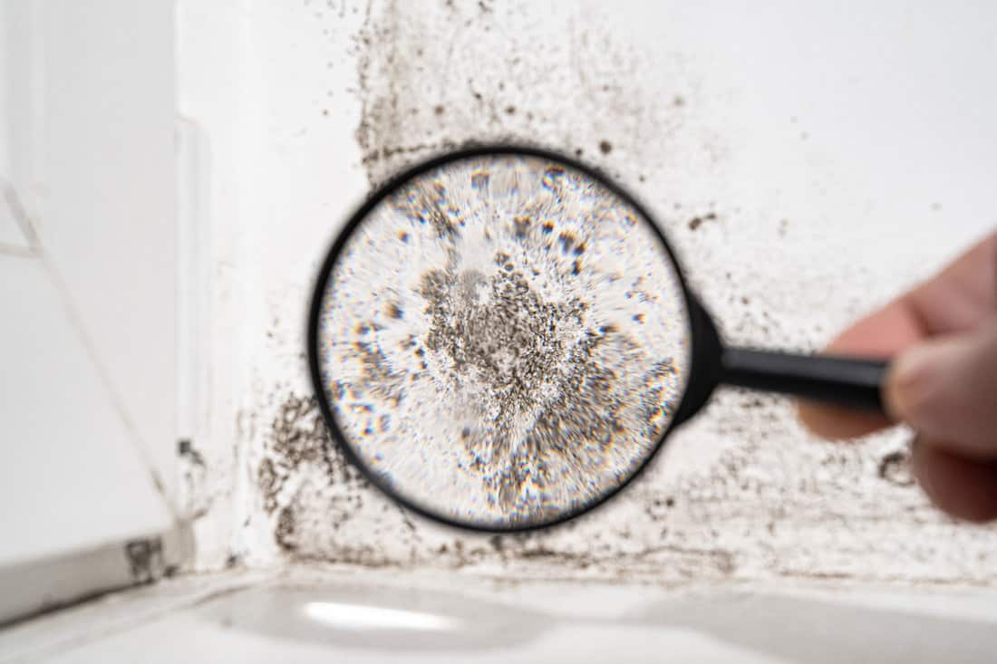 Using a magnifying glass to look at the mold on the wall