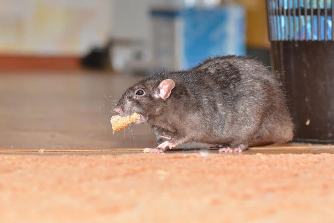 Black pet rat in the floor eating cheese