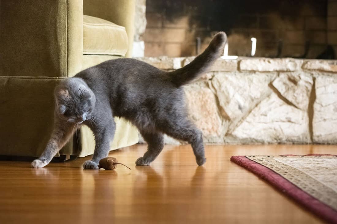 Gray Scottish Fold cat playing with toy mouse